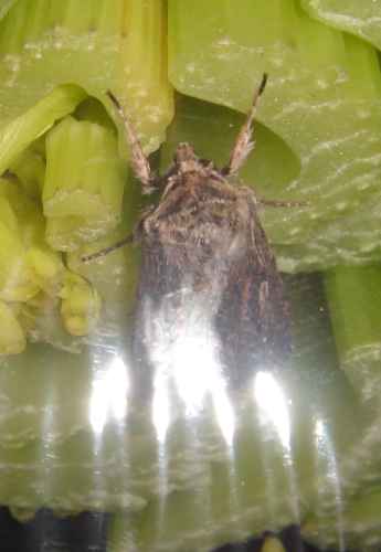 moth in shrink-wrapped celery packet